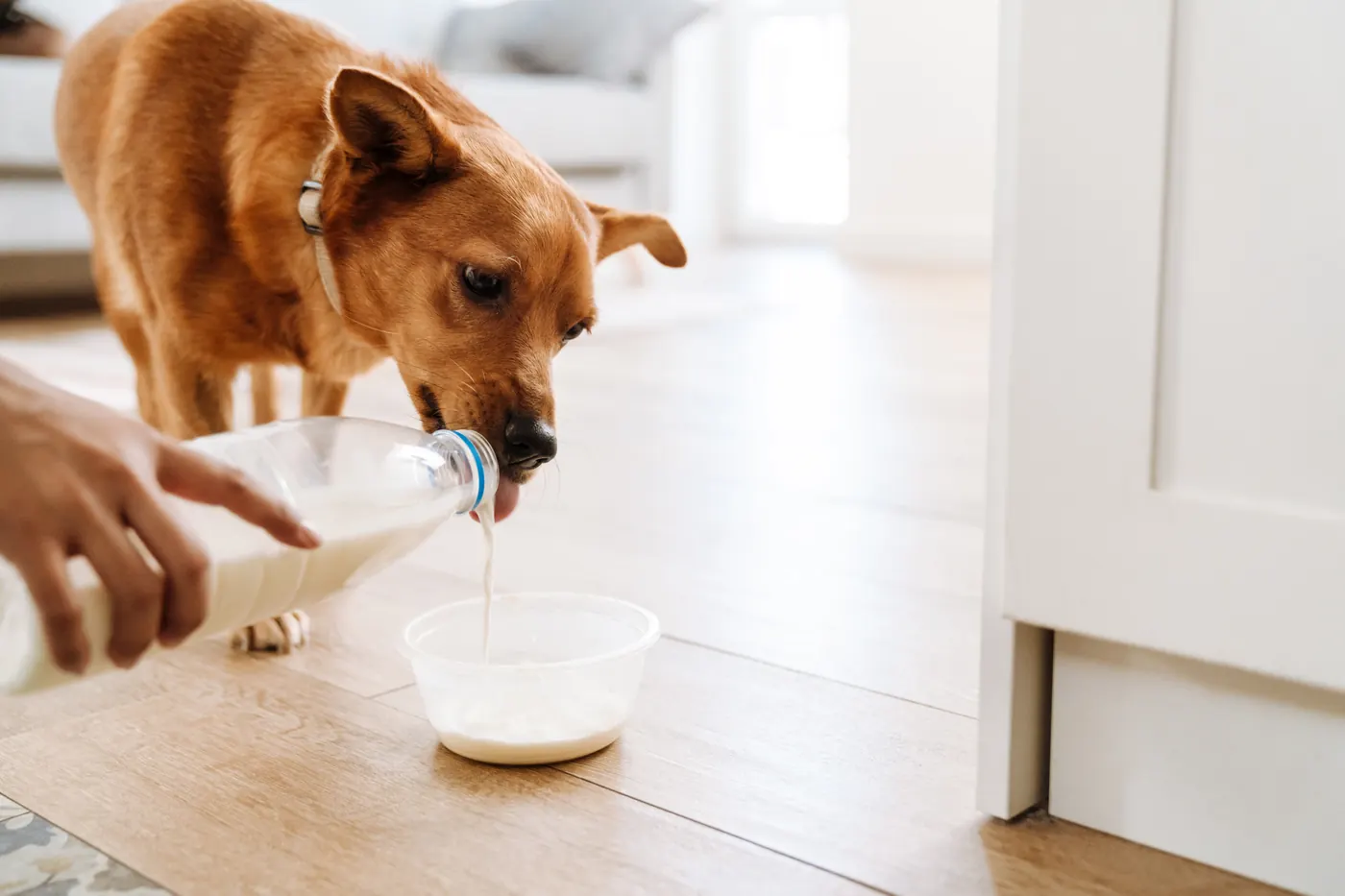 Dog happily drinking farm-fresh pet milk poured into a bowl
